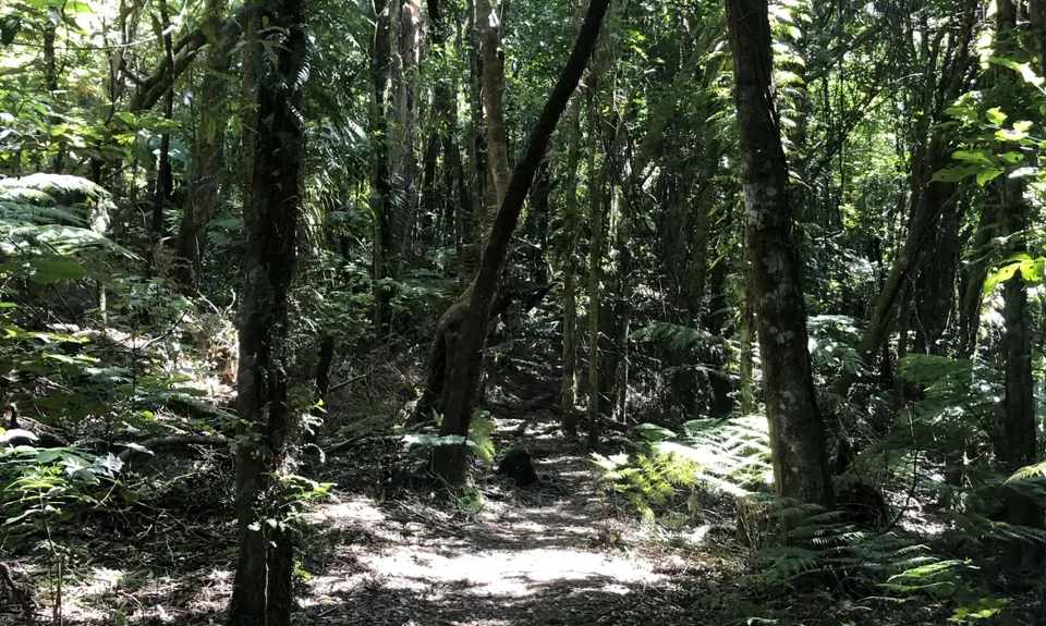Aongatete Loop, Bay of Plenty