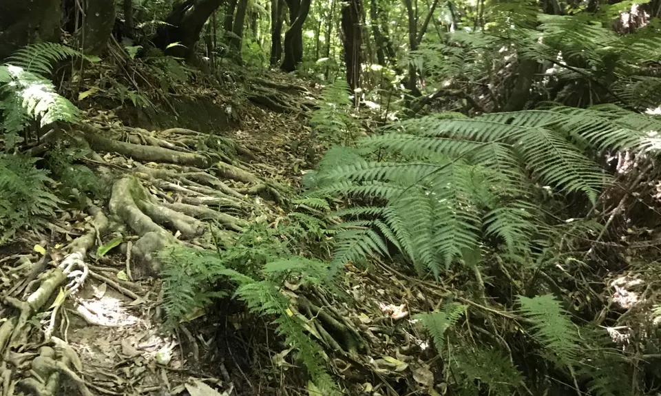 Pareraho to Cornish, Wellington