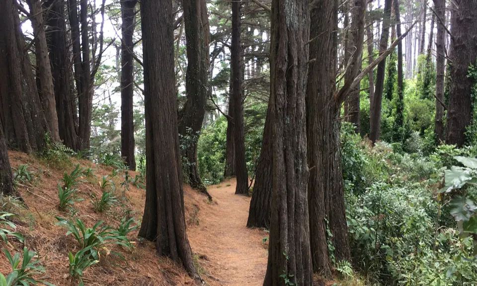 Southern Walkway, Wellington