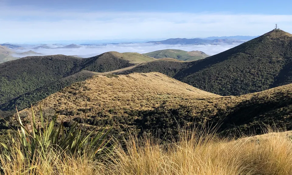 Croydon Bush - Richardson loop, Southland