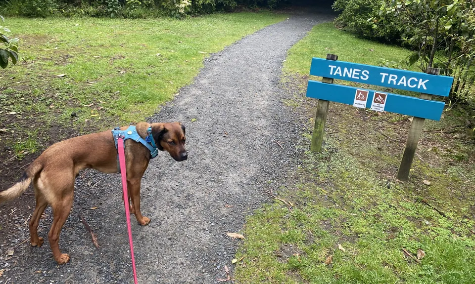 Mt Climie & Tane's Track, Wellington