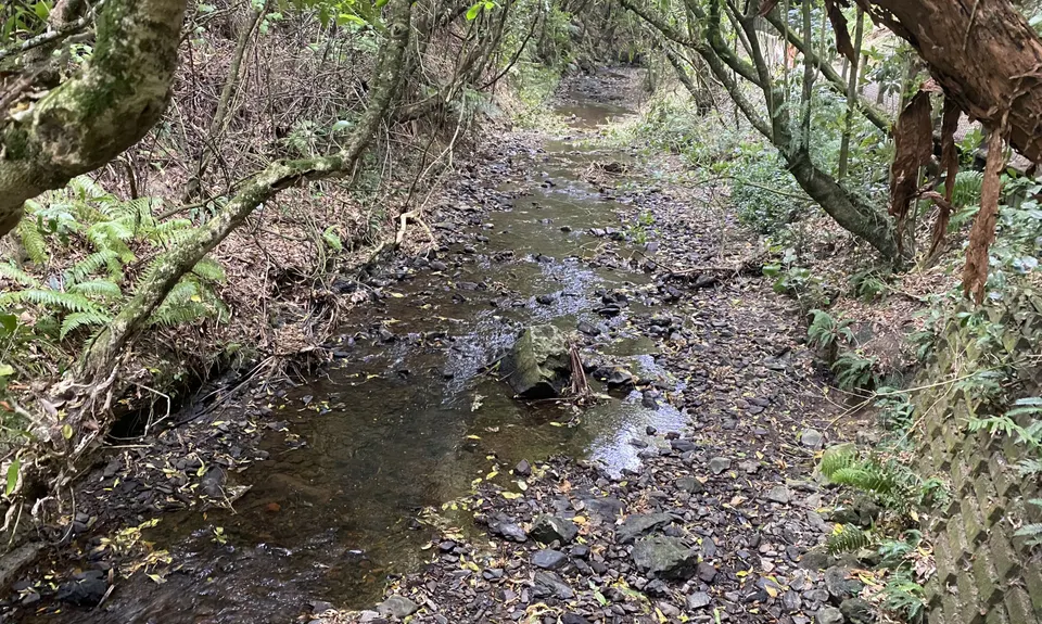 Otari-Wilton's Bush Loop, Wellington