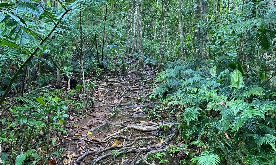 Across Island Trail, Cook Islands