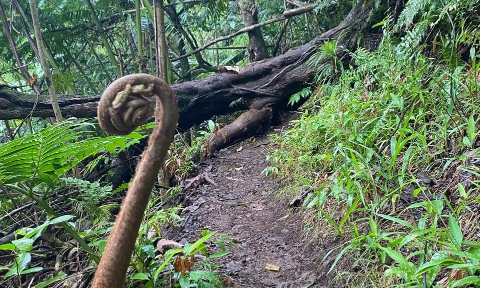 Across Island Trail, Cook Islands