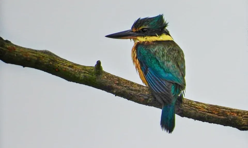 Brooklands for the Birds., Canterbury