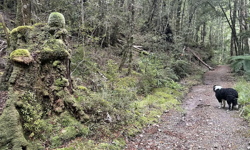 Murray Creek / Konini Track Loop, West Coast