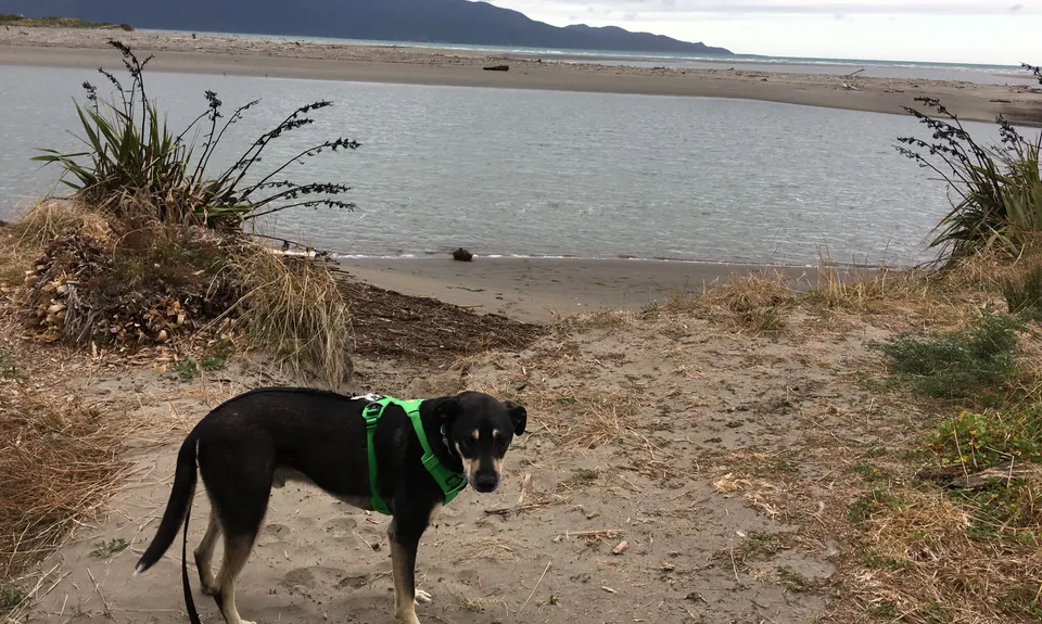 Waikanae River & Estuary, Wellington