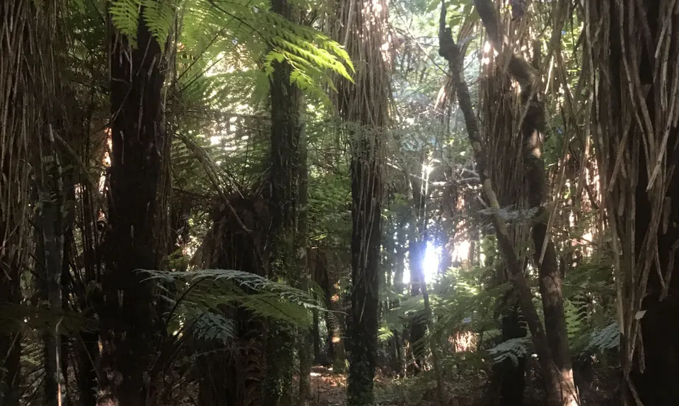 Mount Titi Full Bush , Wellington