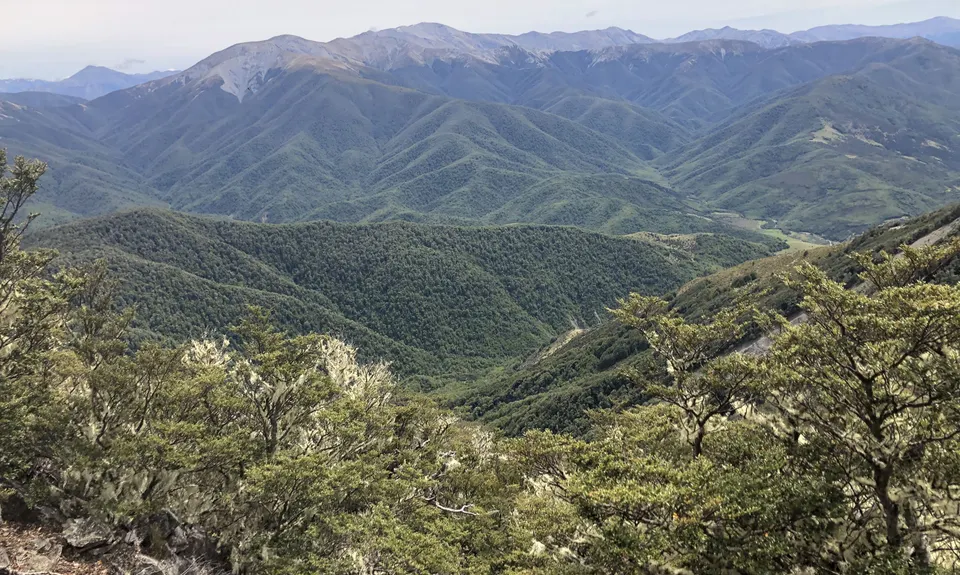 Mt Oxford Half, Canterbury