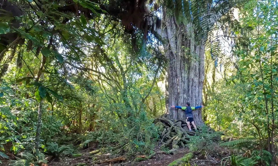 Opepe Reserve, Waikato