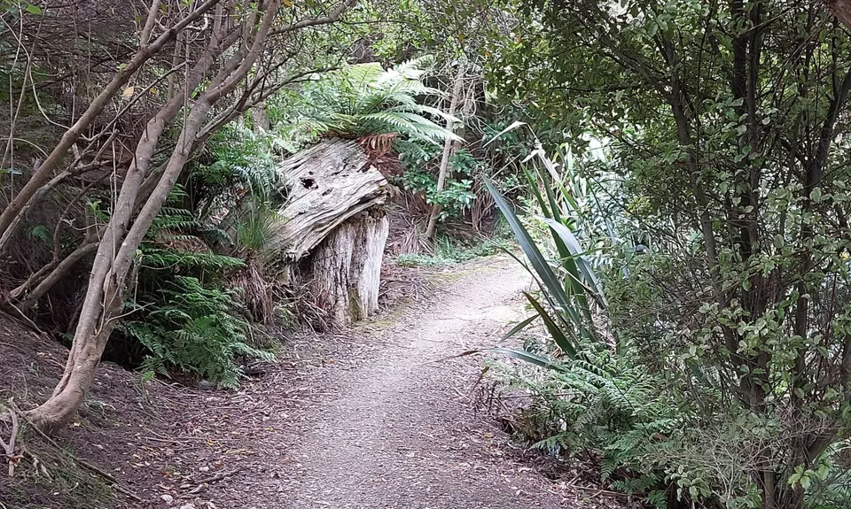 Anaconda Wanderer, Auckland