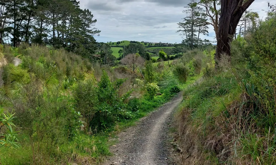 Anaconda Wanderer, Auckland