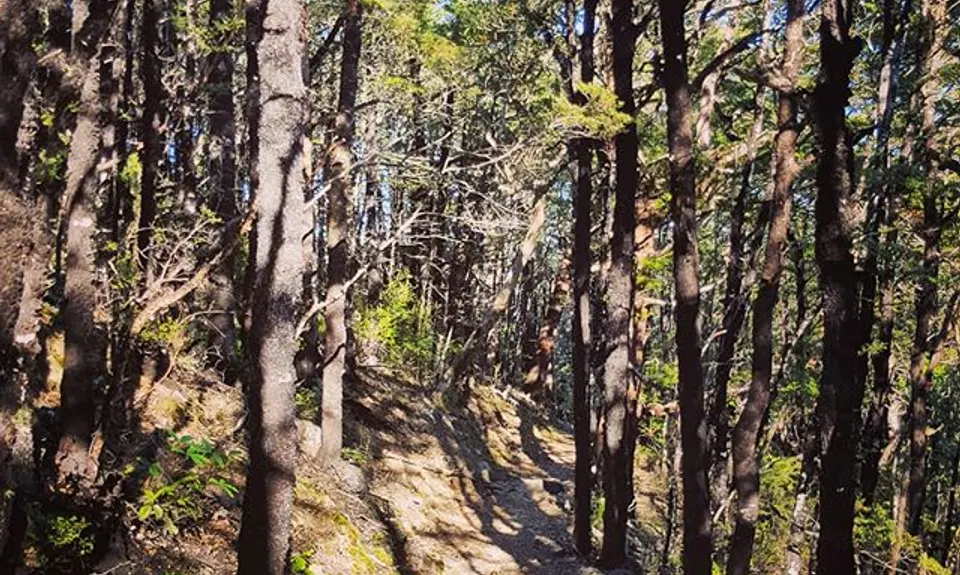 Mt Grey, Canterbury
