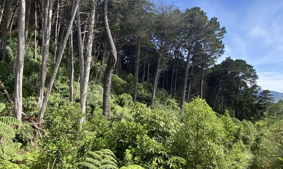 Aro Valley / Tip Track loop, Wellington