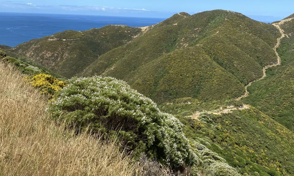 Aro Valley / Tip Track loop, Wellington