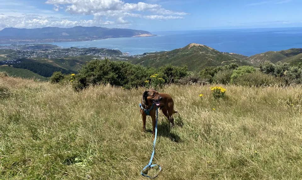 Aro Valley / Tip Track loop, Wellington