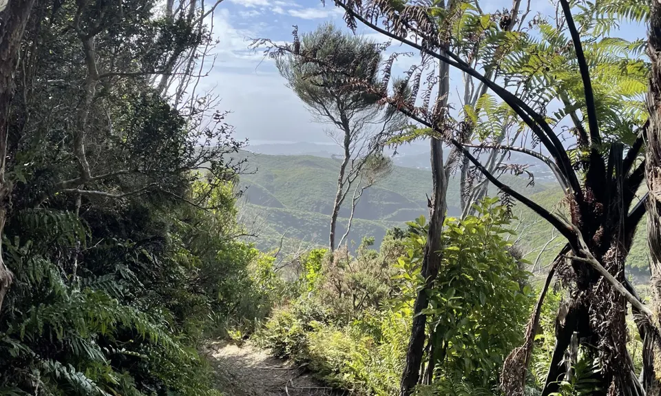 Aro Valley / Tip Track loop, Wellington