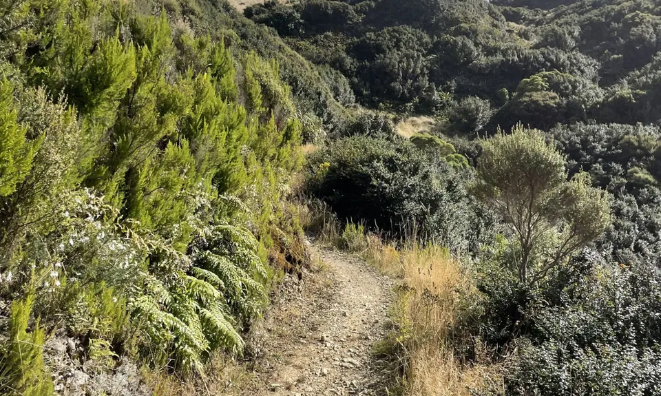 Aro Valley / Tip Track loop, Wellington