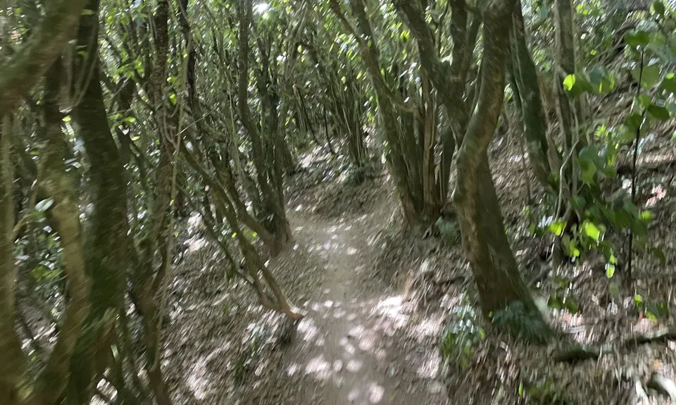 Aro Valley / Tip Track loop, Wellington
