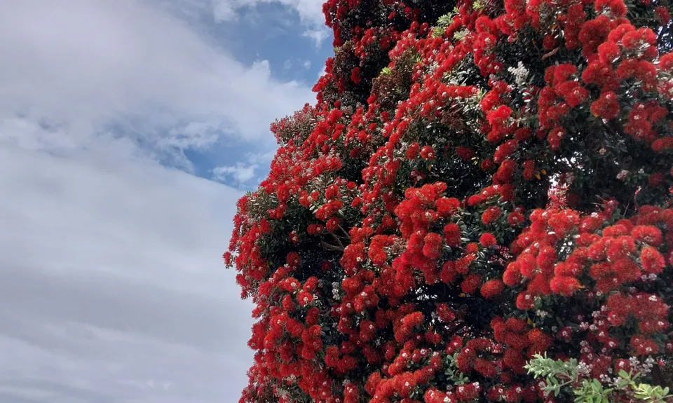 Around the Outside at Te Atatu, Auckland