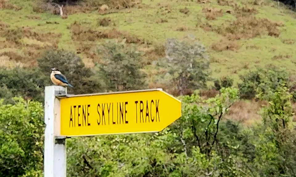 Atene Skyline Track, Manawatu - Wanganui