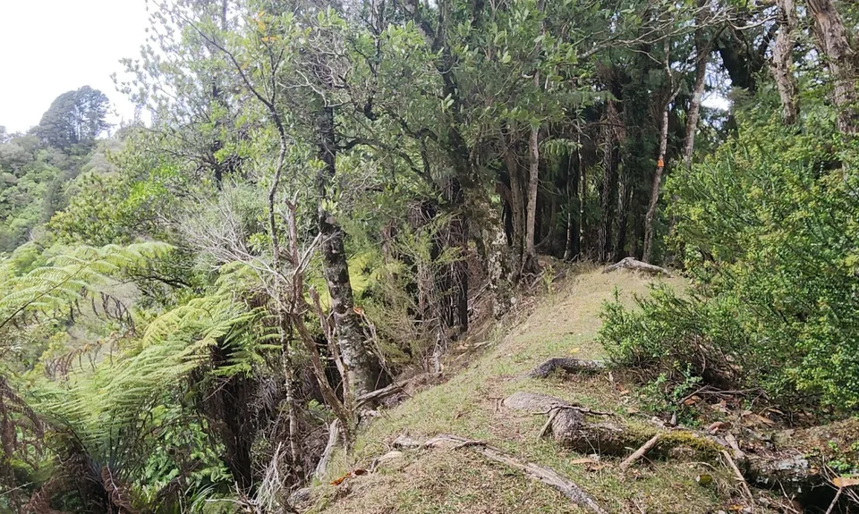 Atene Skyline Track, Manawatu - Wanganui