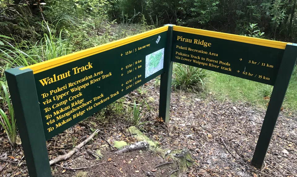 Puketi Forest Loop, Northland