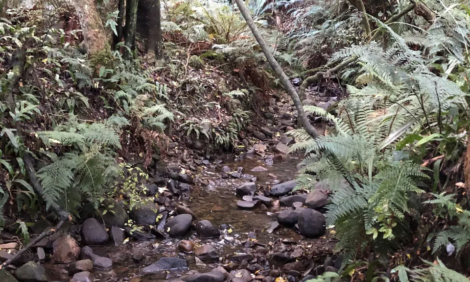 Croydon Bush - Richardson loop, Southland