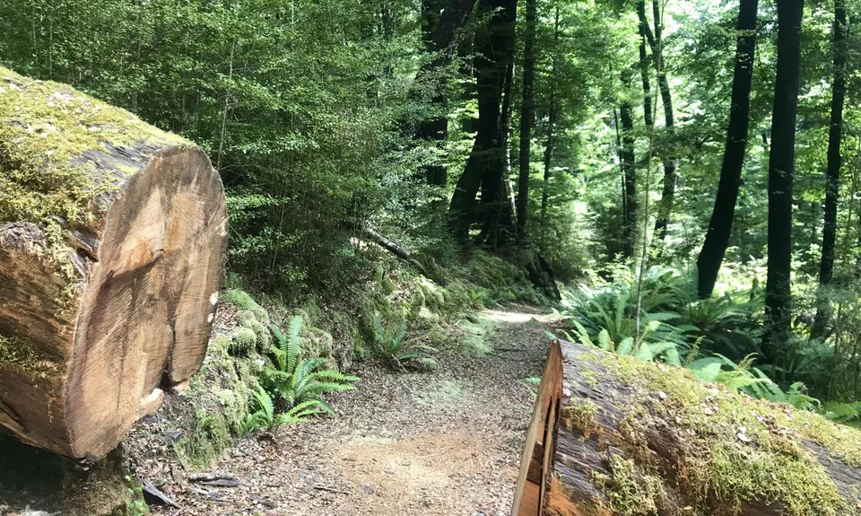 Hello Rotoroa, Tasman