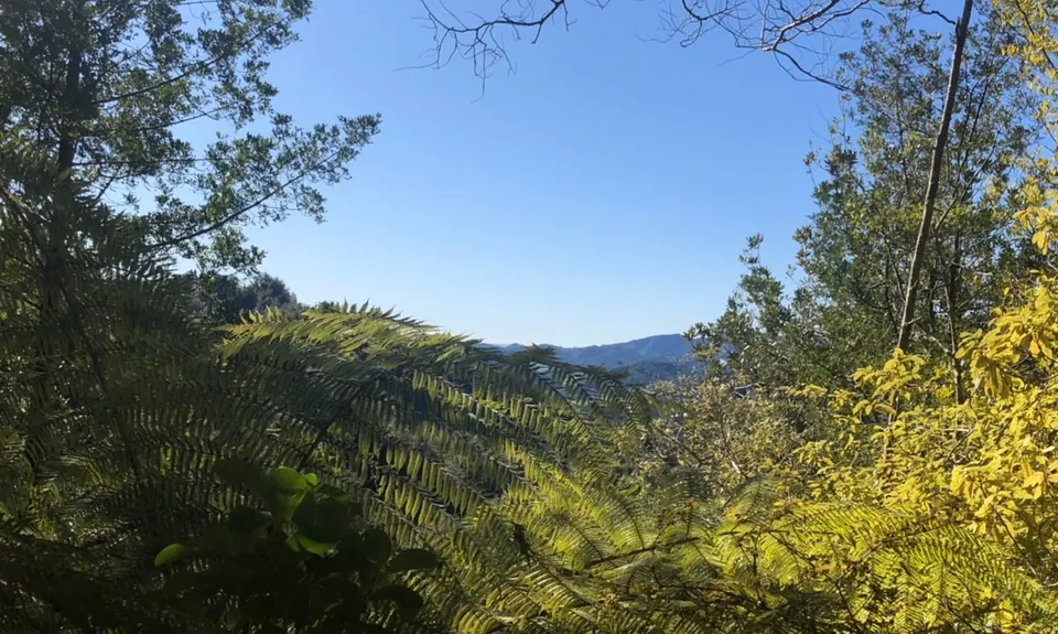 Whakaumu Track, Bay of Plenty