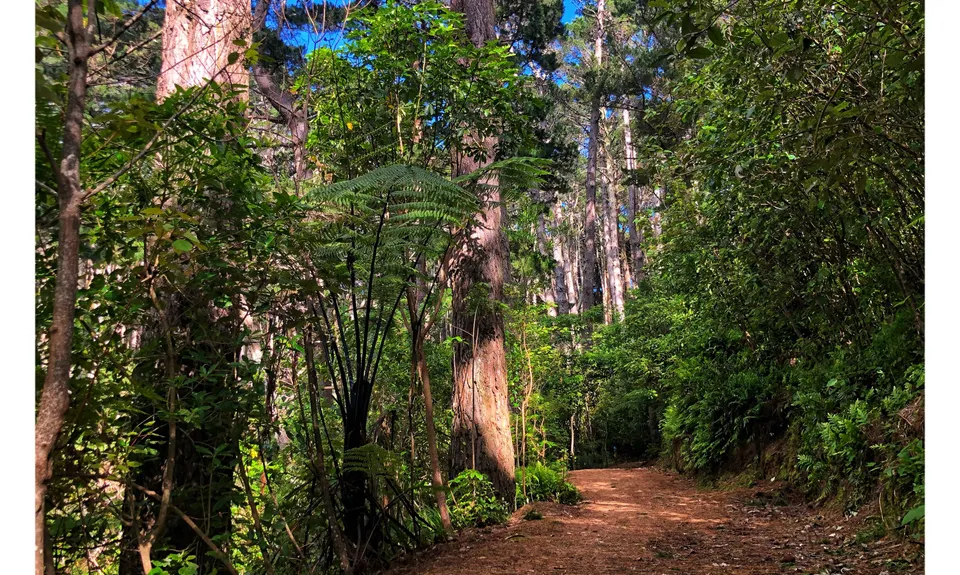 Linking the Reserves, Wellington