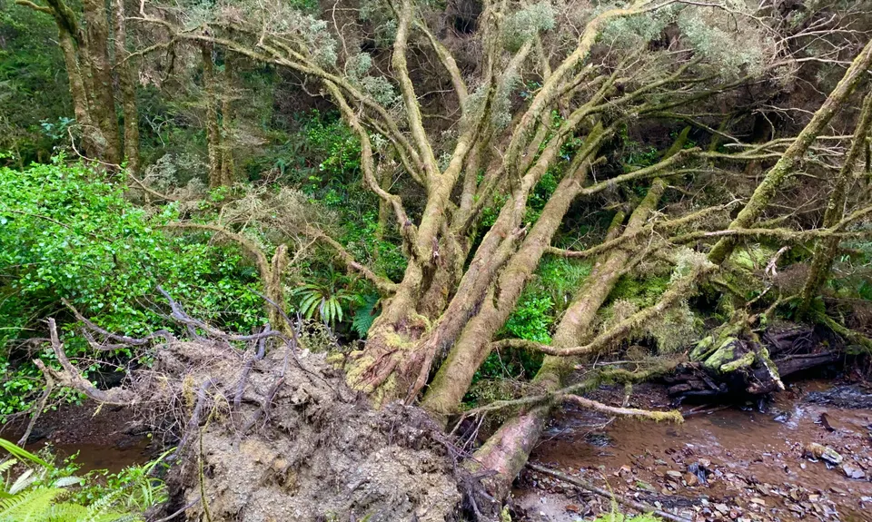 Murray Creek / Konini Track Loop, West Coast