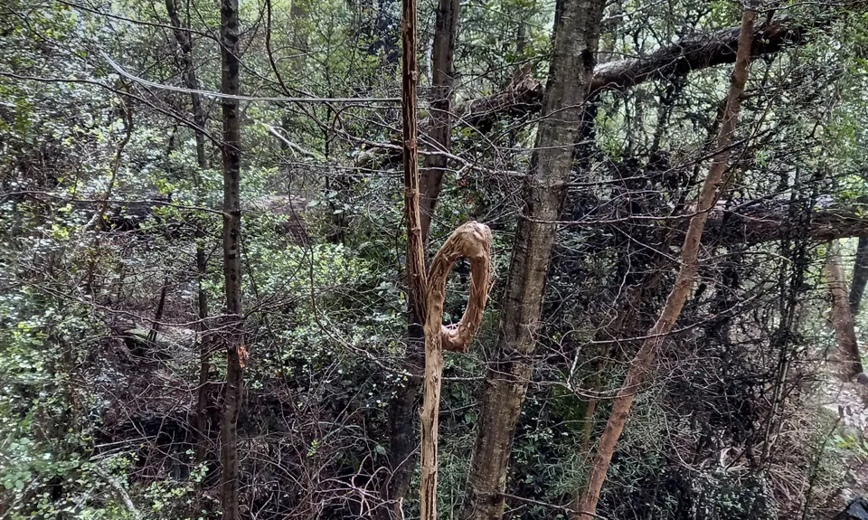 Mt Thomas Forest Loop, Canterbury