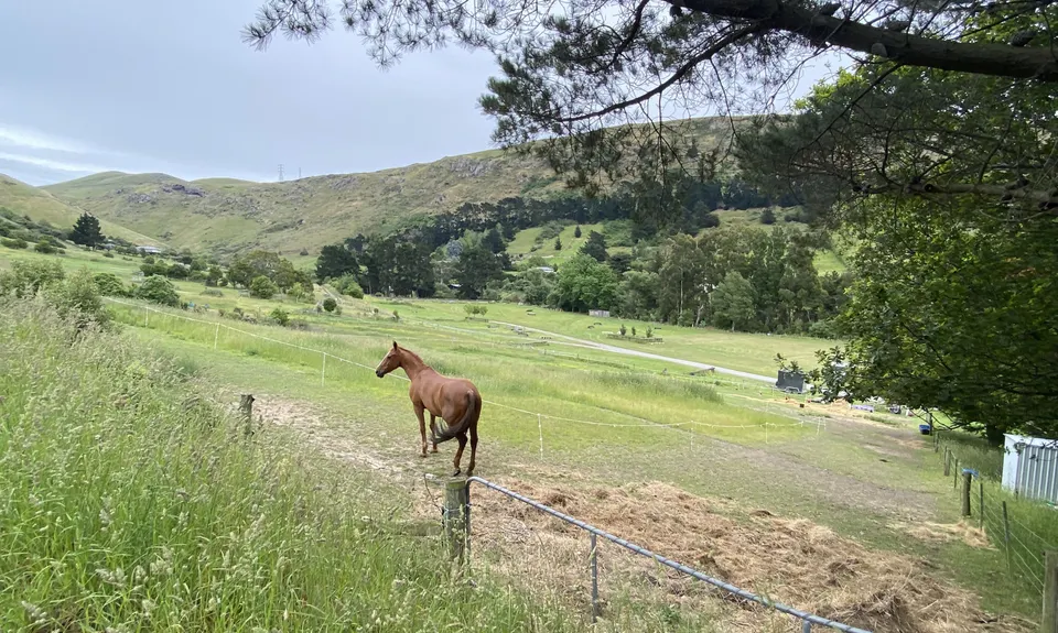 Horsing Around, Canterbury