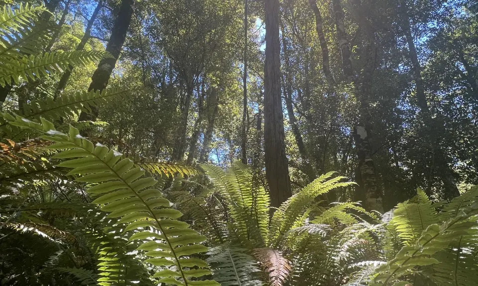 Hello Rotoroa, Tasman