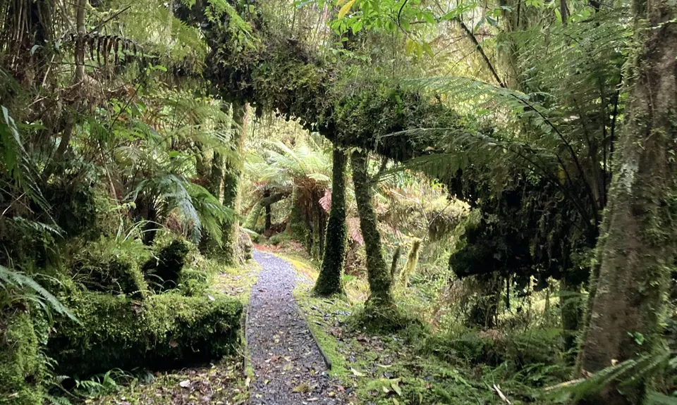 Southern Fox, West Coast