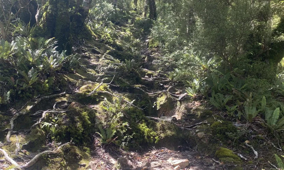 Holdsworth Lodge to Totara Flats Hut and return, Wellington