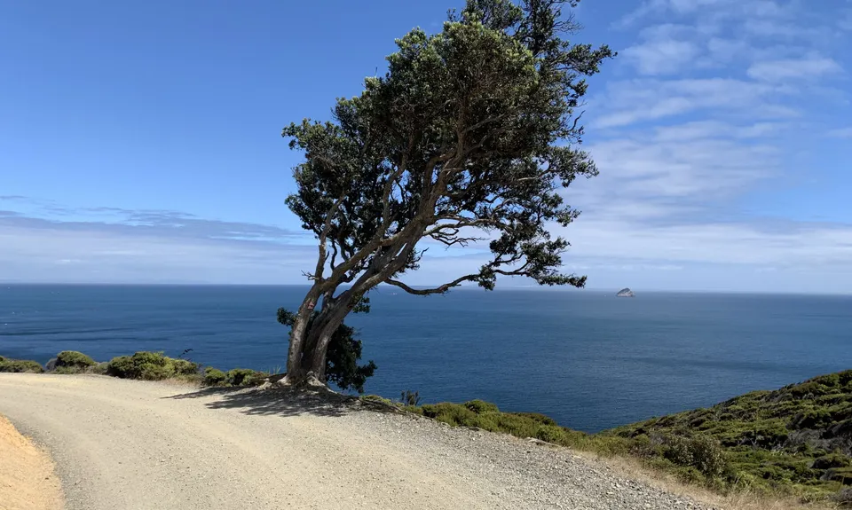 Port Jackson - Wharekaiatua Pa, Waikato