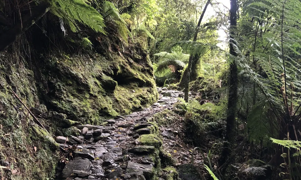 Tartare Tunnel Track, West Coast