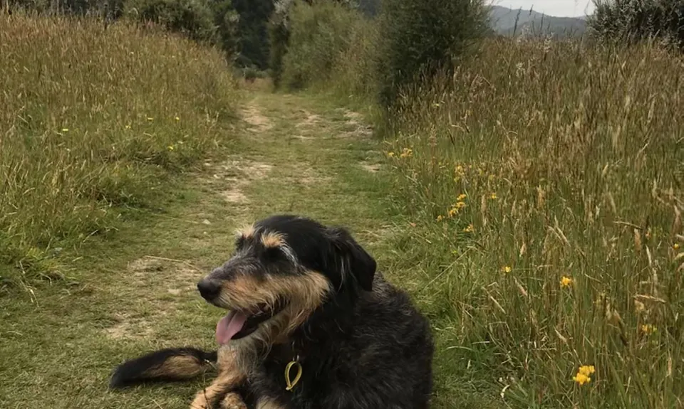 Field Hut Frolic, Wellington