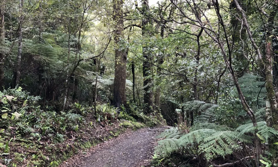 Eastbourne Ridge Loop, Wellington