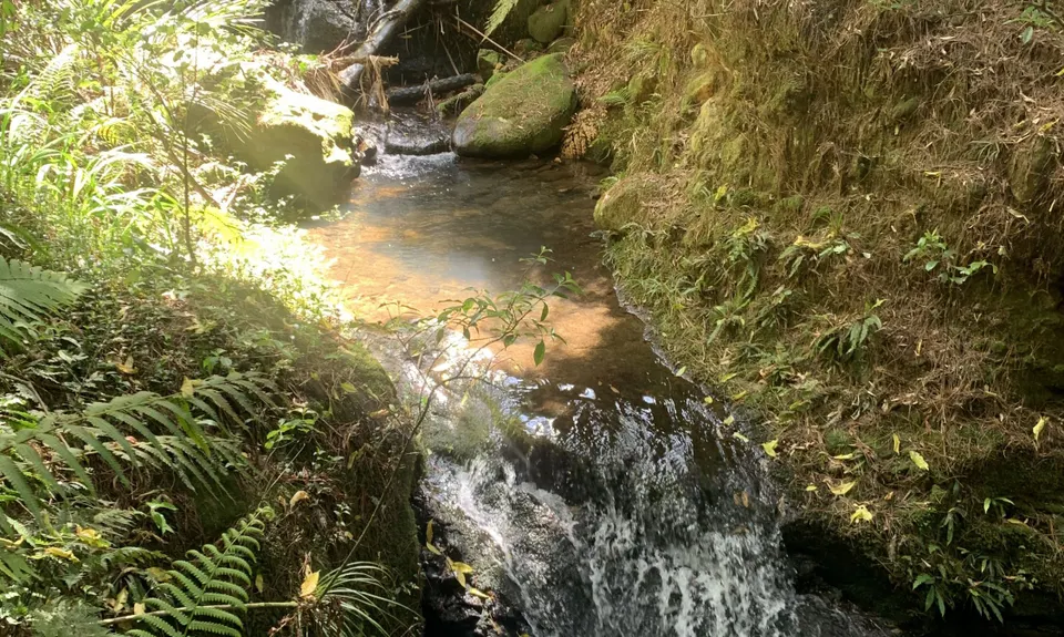 Karangahake Gold, Waikato