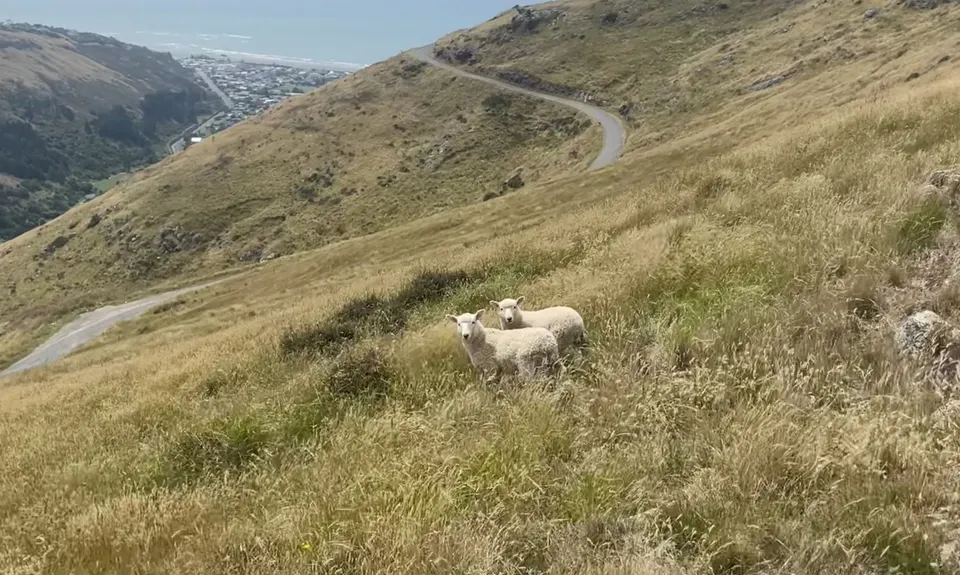 The Crater Rim, Canterbury