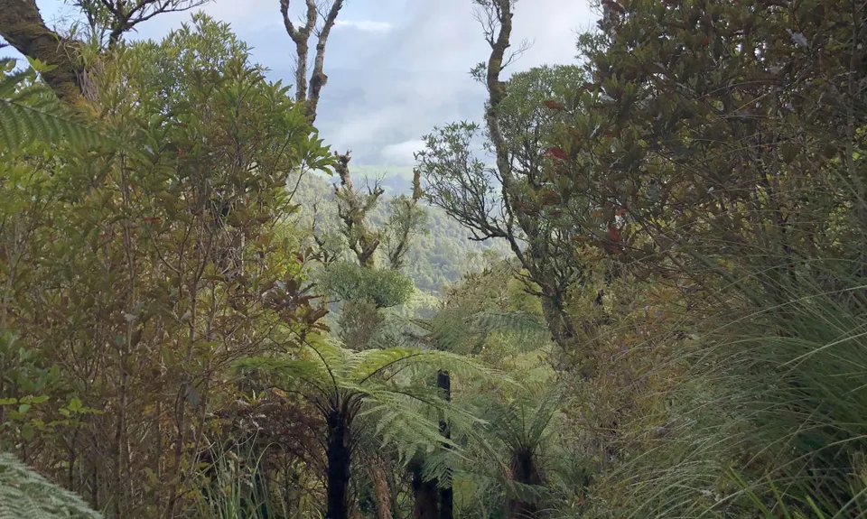Pirongia Loop of Awesomeness, Waikato