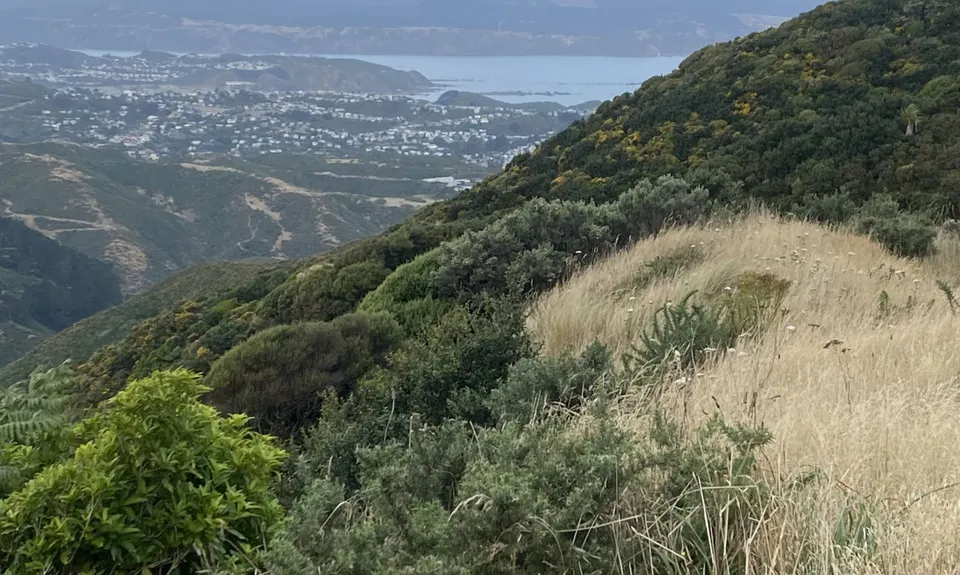 Barking Mad on Barking Emu, Wellington