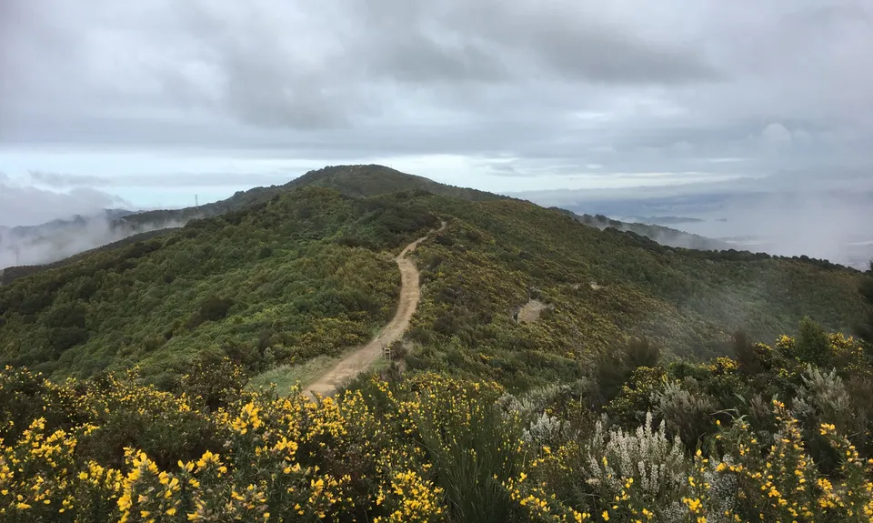 Te Whiti Riser, Wellington