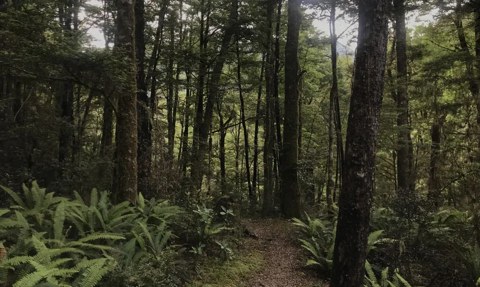 Six Mile - Matakitaki Walk, Murchison, Tasman