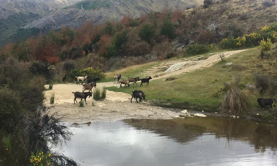 Queenstown Hill (Te Tapu-nui), Otago