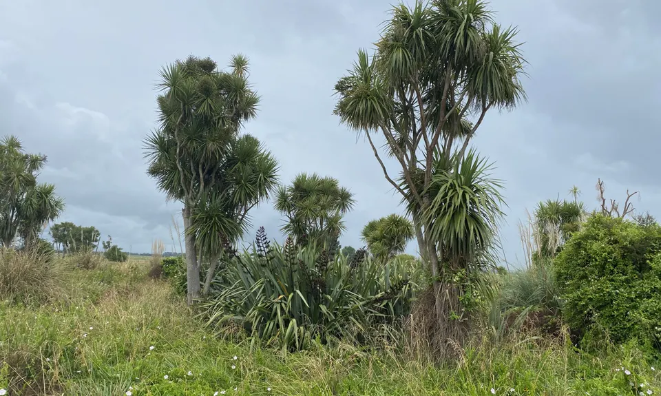 Kaituna Wetlands, Bay of Plenty