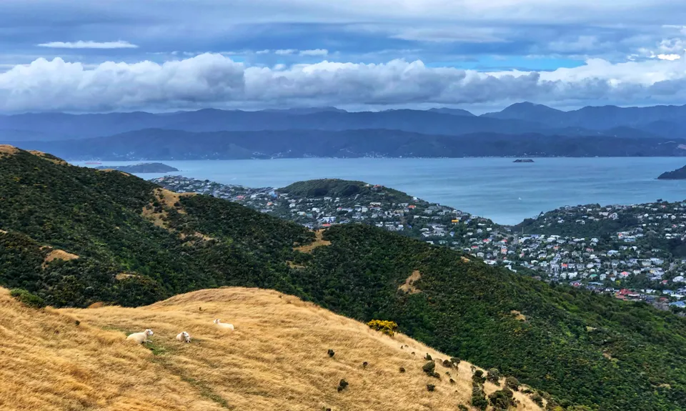 Chartwell-Skyline Loop, Wellington